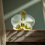 Blanco by Nature: Embracing Purity, Simplicity, and Natural Living