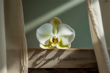 Blanco by Nature: Embracing Purity, Simplicity, and Natural Living