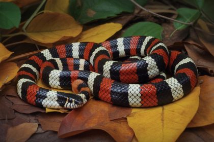 The Fascinating World of Milk Snakes: Nature’s Colorful Impostors